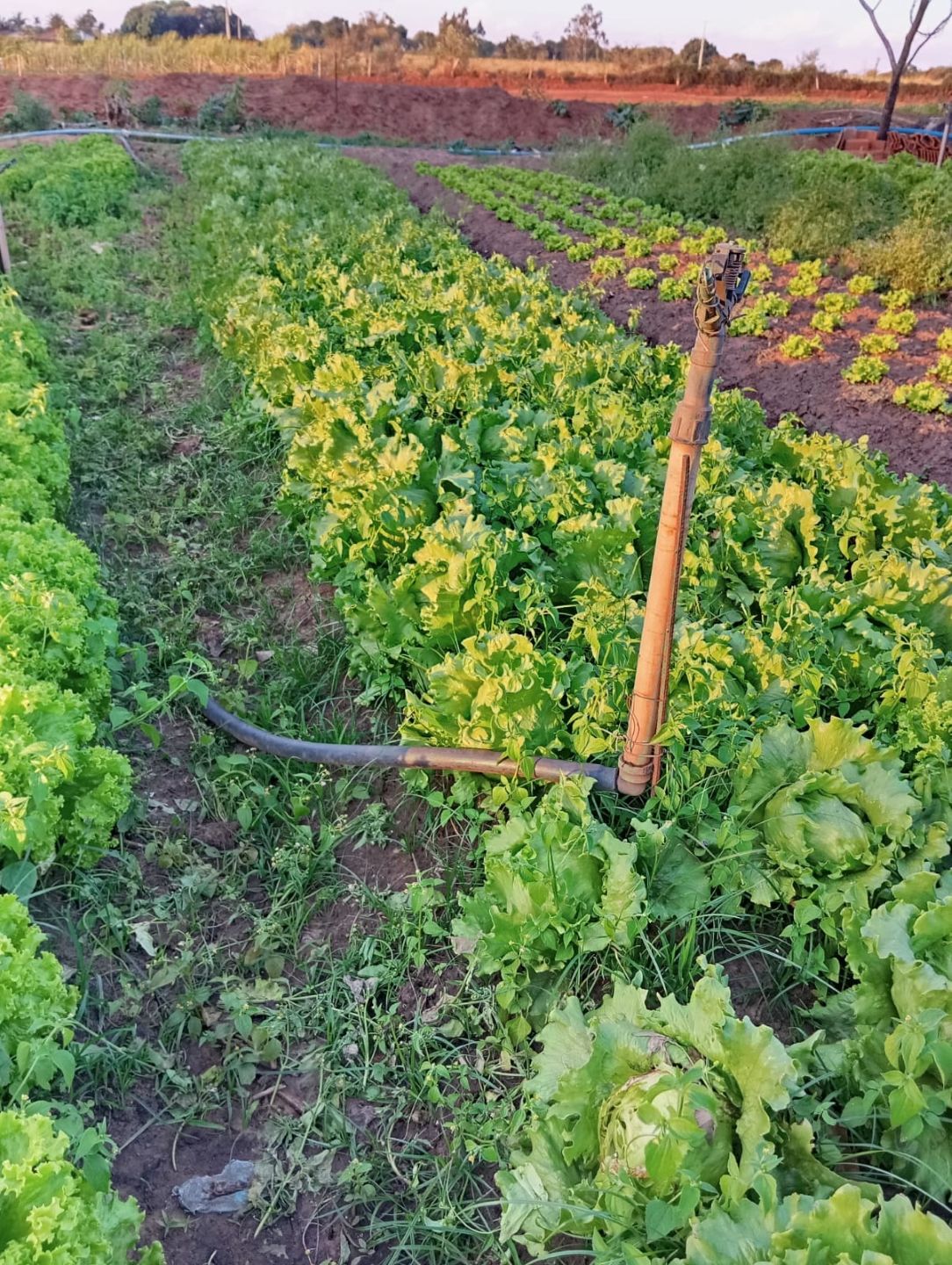 Campo IrrigaBot